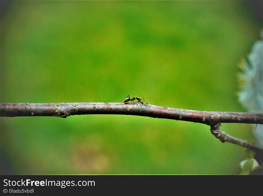 Branch, Fauna, Leaf, Twig