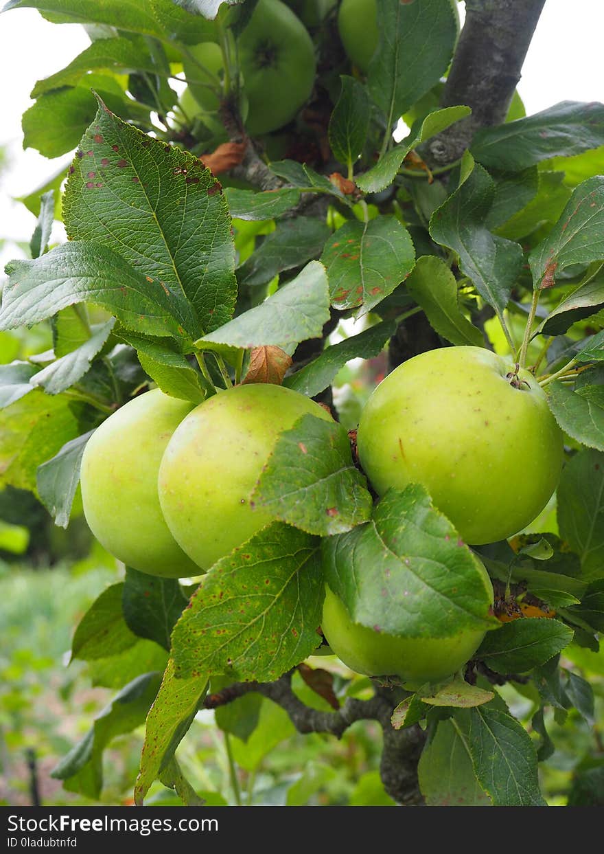 Fruit, Fruit Tree, Apple, Plant