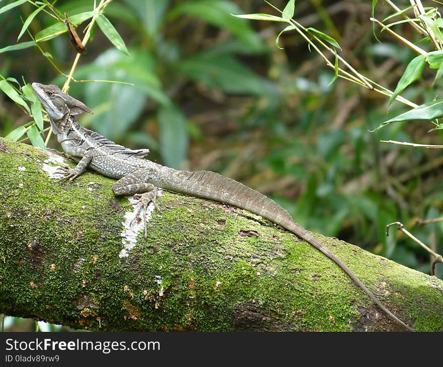 Reptile, Lacertidae, Lizard, Scaled Reptile