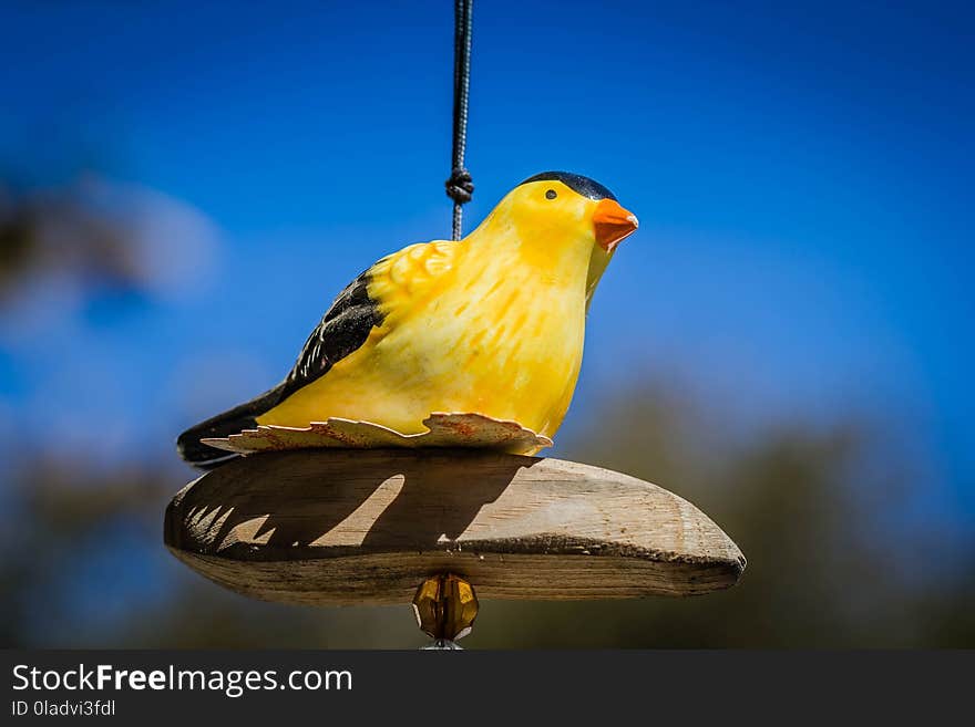 Bird, Beak, Yellow, Fauna