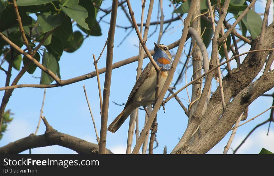 Bird, Fauna, Beak, Tree