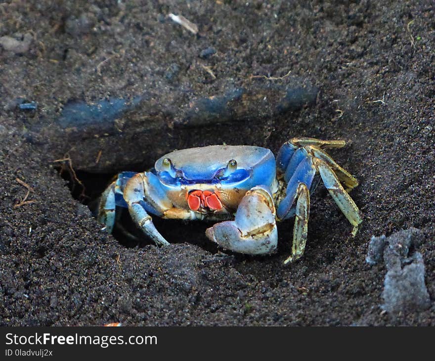 Crab, Decapoda, Dungeness Crab, Crustacean