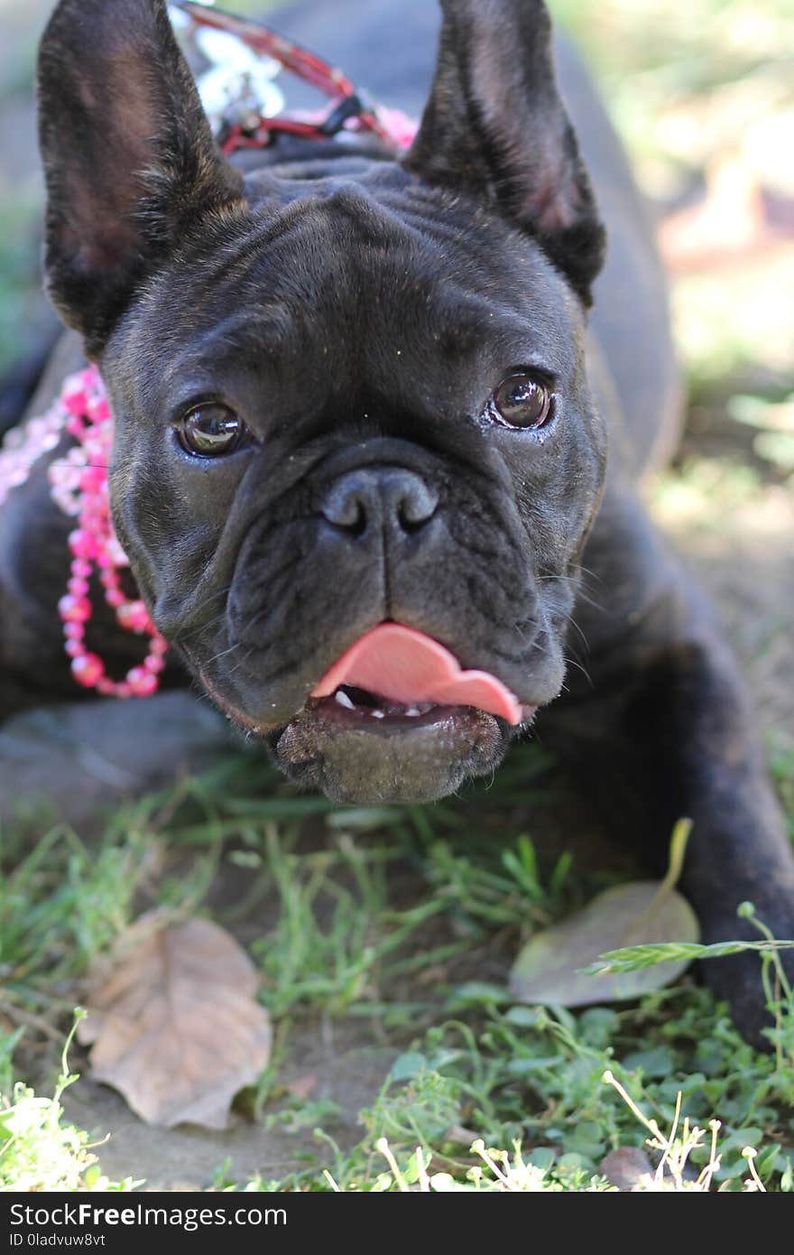 Dog, Dog Like Mammal, Dog Breed, French Bulldog