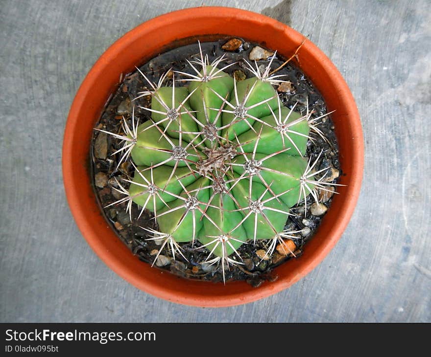 Plant, Cactus, Hedgehog Cactus, Thorns Spines And Prickles