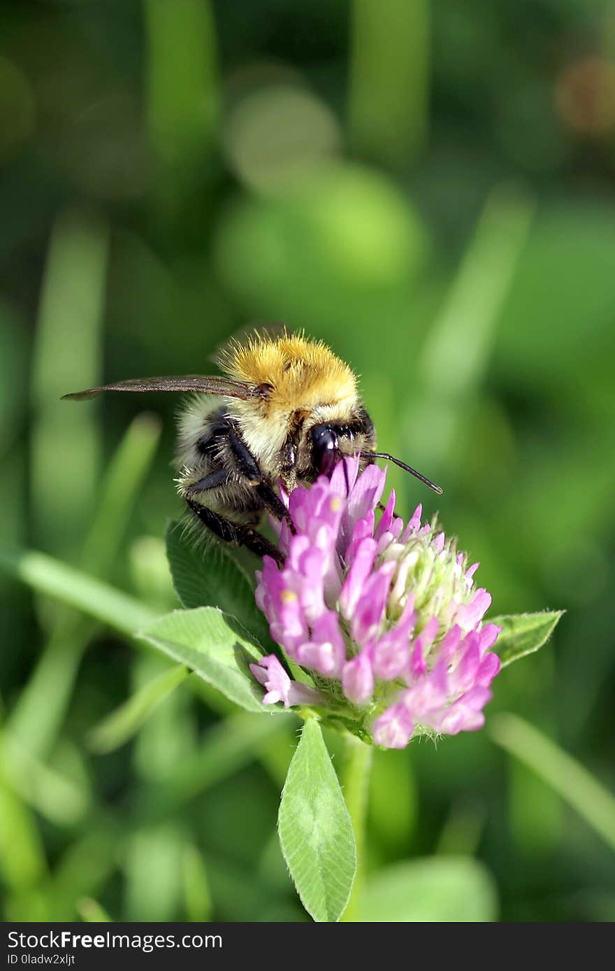 Bee, Insect, Honey Bee, Bumblebee