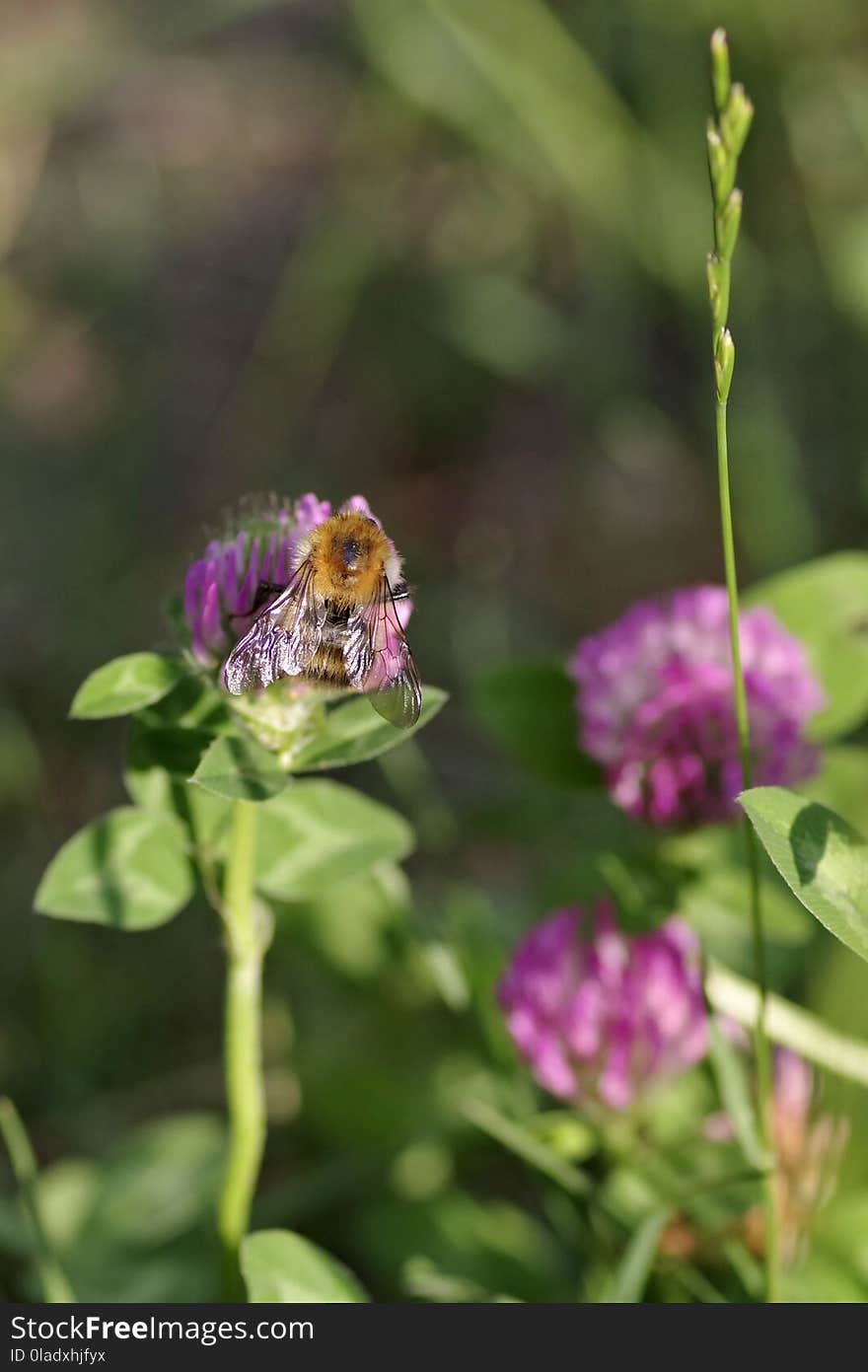 Nectar, Bee, Insect, Pollinator