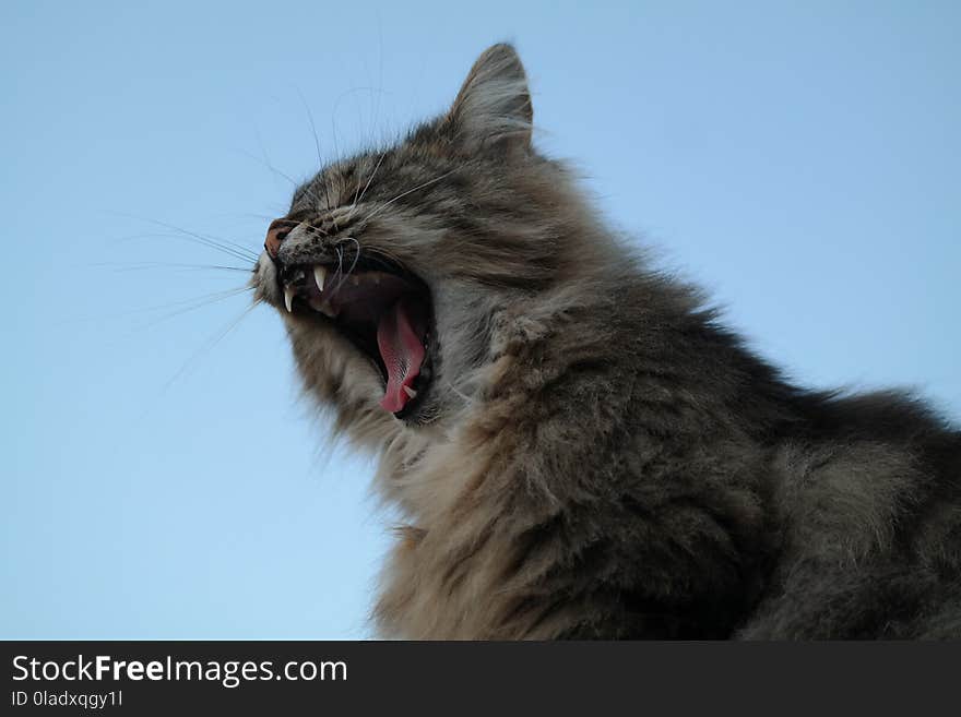 Cat, Facial Expression, Whiskers, Small To Medium Sized Cats