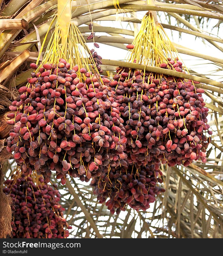 Fruit, Date Palm, Produce, Food