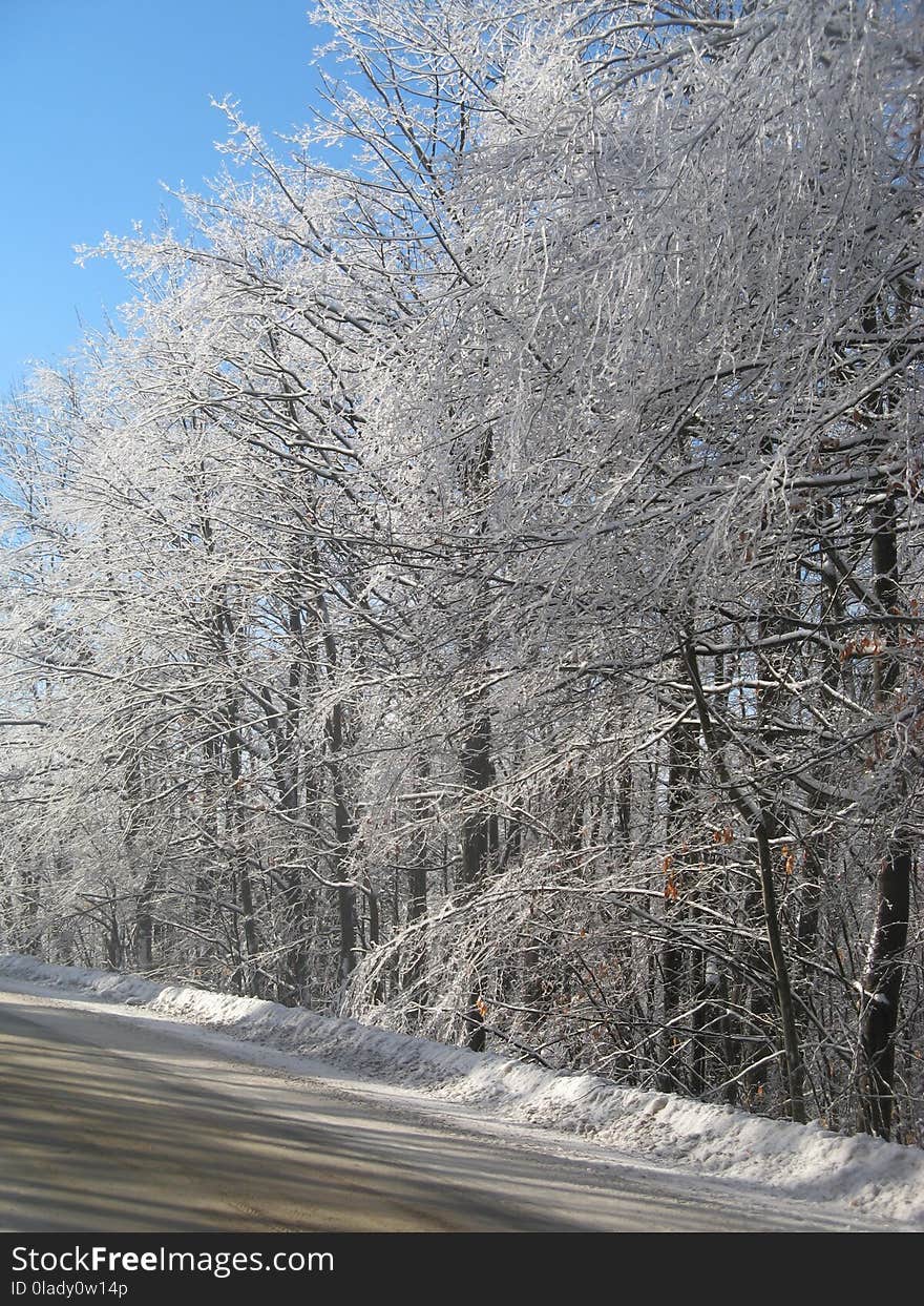 Winter, Snow, Tree, Frost