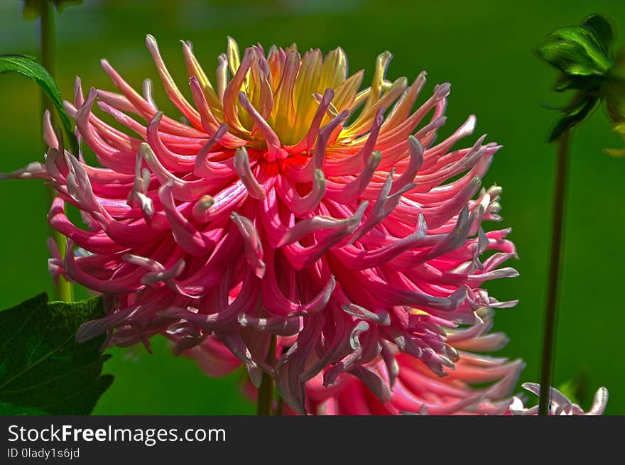 Flower, Plant, Flora, Flowering Plant