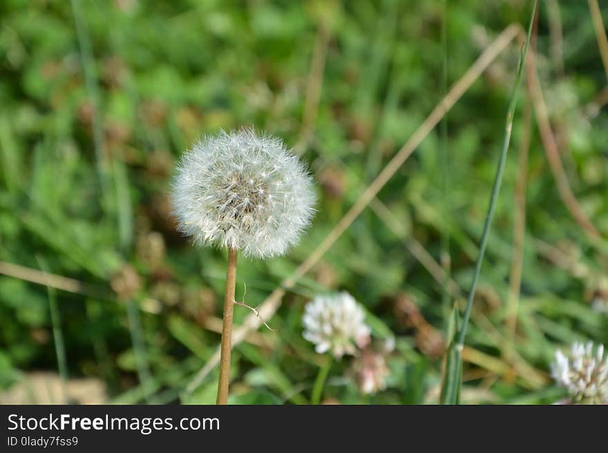 Flower, Flora, Plant, Grass