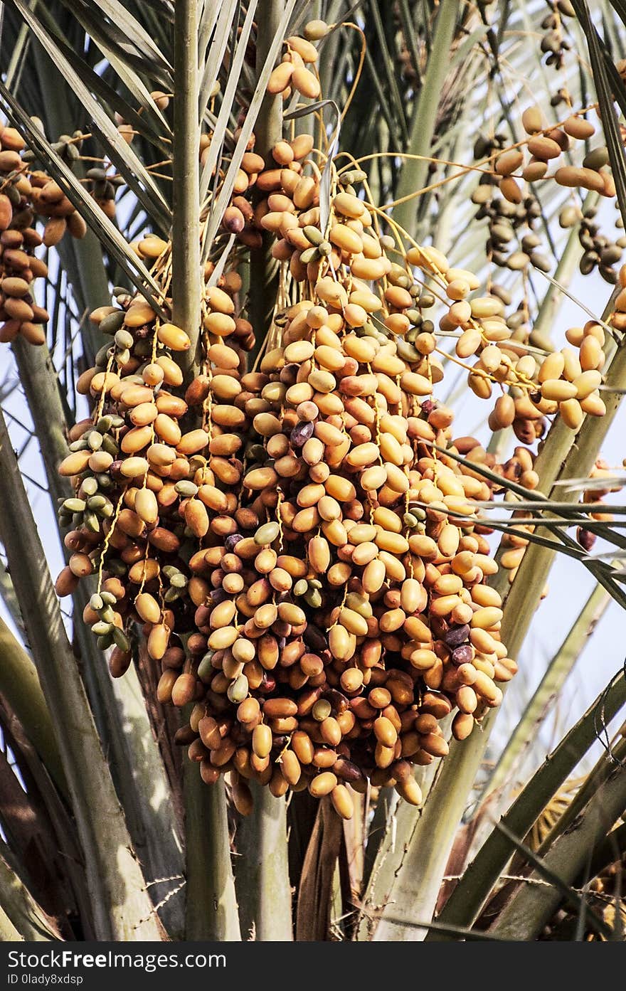 Date Palm, Produce, Food, Fruit