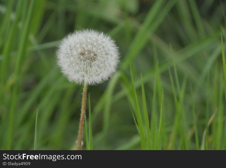 Dandelion, Flower, Grass, Flora