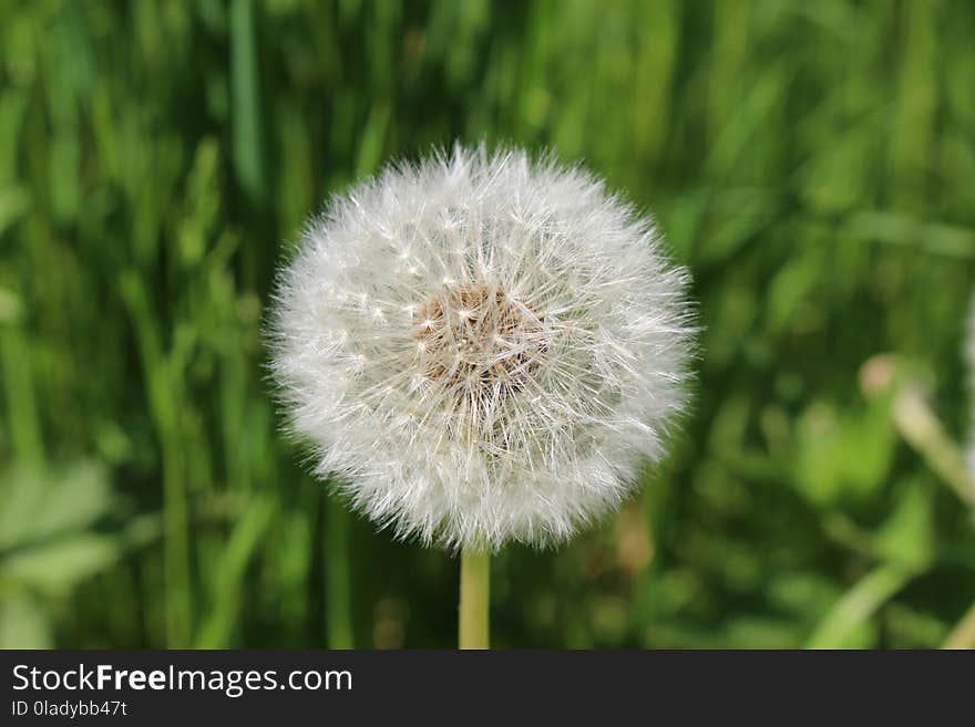 Flower, Dandelion, Flora, Plant