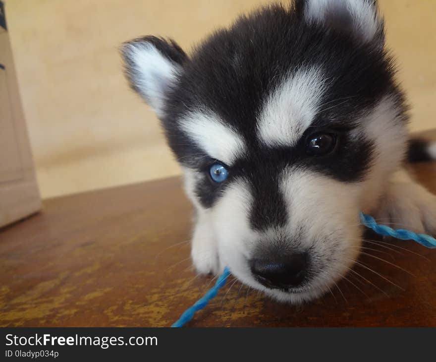 Dog Like Mammal, Dog, Dog Breed, Sakhalin Husky