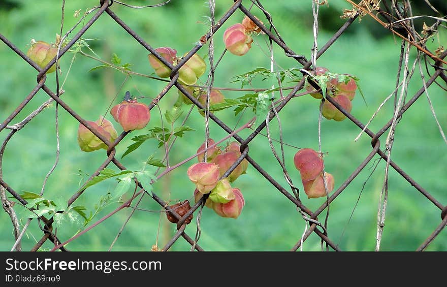 Flora, Vegetation, Leaf, Plant