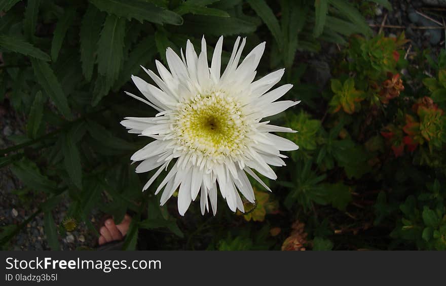 Flower, Plant, Flora, Oxeye Daisy