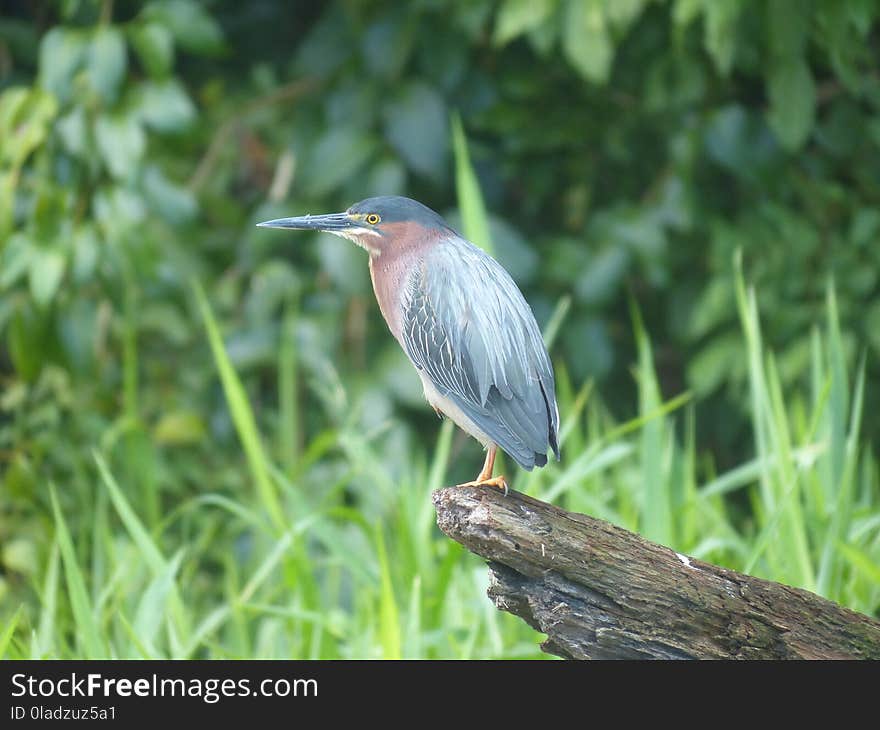 Bird, Green Heron, Fauna, Beak