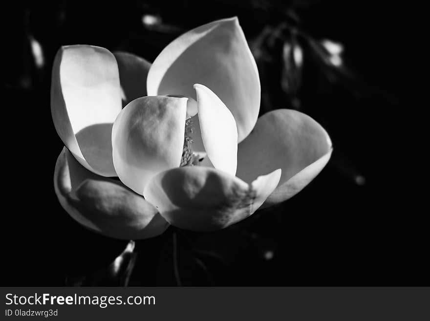 Flower, White, Black And White, Monochrome Photography