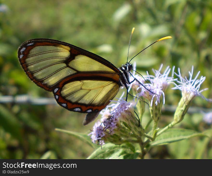 Butterfly, Moths And Butterflies, Insect, Brush Footed Butterfly