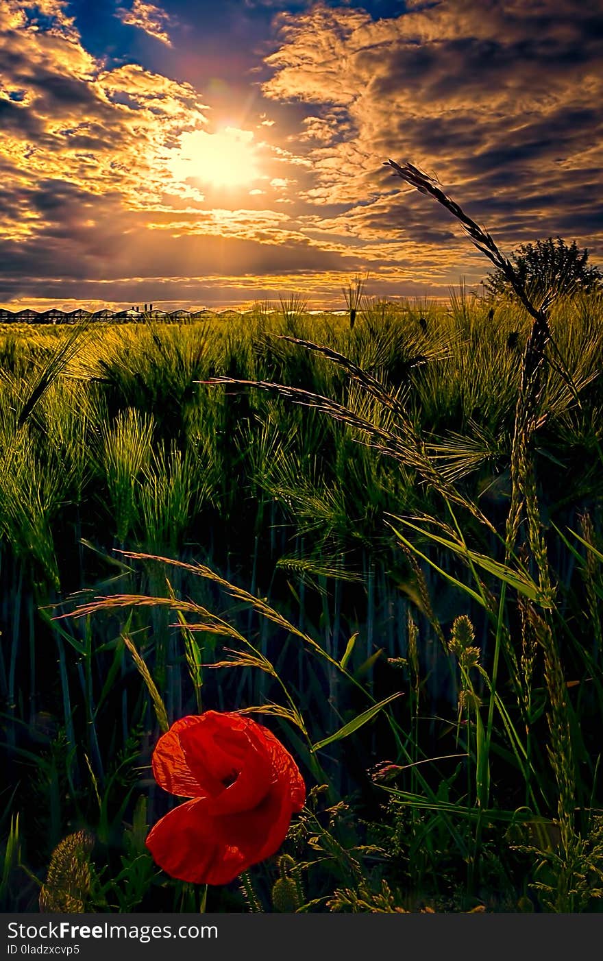 Nature, Field, Sky, Vegetation