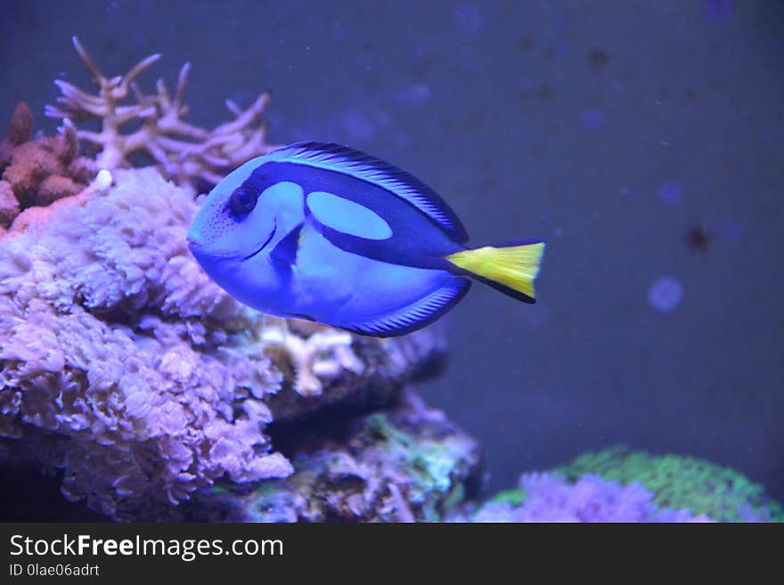 Coral Reef, Pomacentridae, Marine Biology, Coral Reef Fish