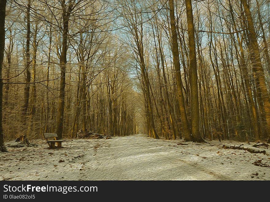 Path, Winter, Tree, Woodland