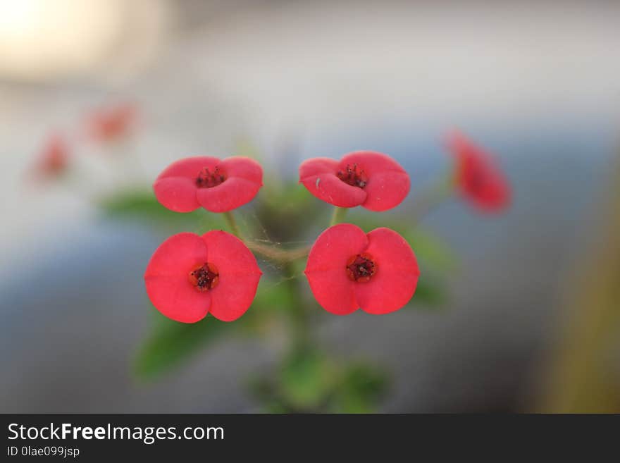 Flower, Red, Flora, Close Up