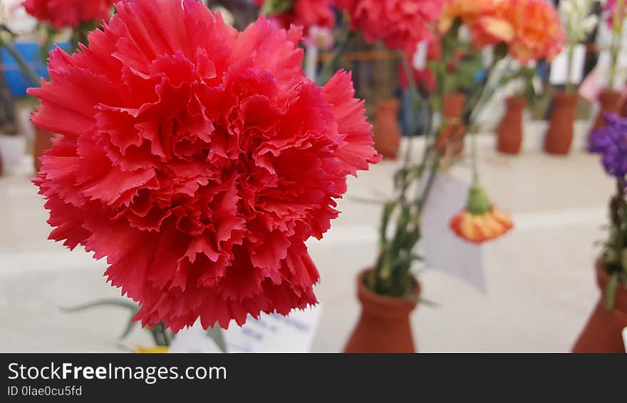 Flower, Pink, Flowering Plant, Plant