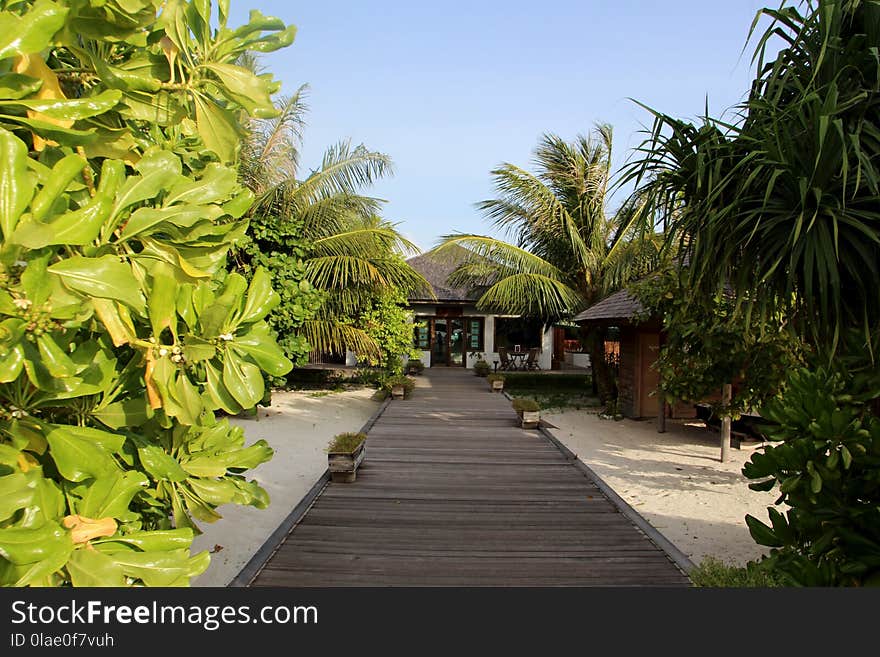 Vegetation, Resort, Arecales, Tree