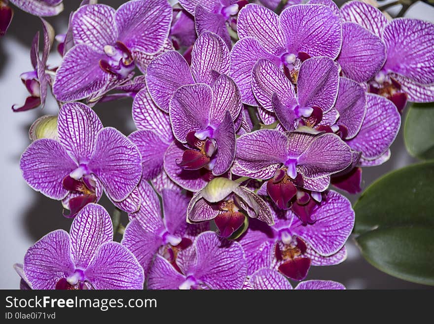 Flowering Plant, Flower, Plant, Purple