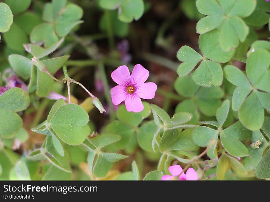 Plant, Flora, Flower, Flowering Plant