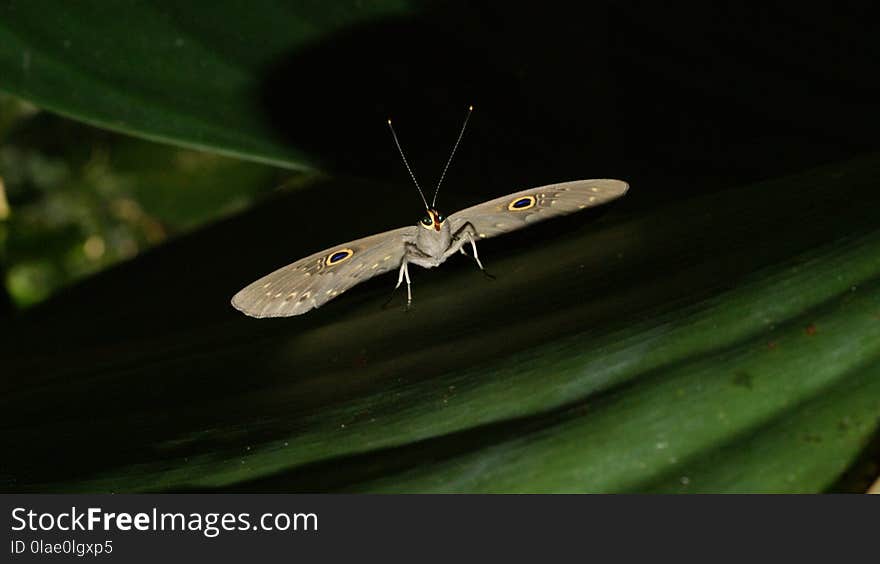 Insect, Invertebrate, Organism, Macro Photography