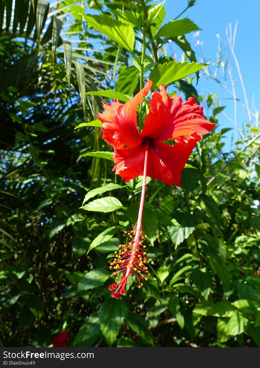 Flower, Plant, Flowering Plant, Hibiscus