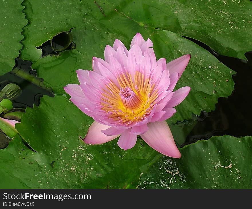 Flower, Plant, Flora, Aquatic Plant