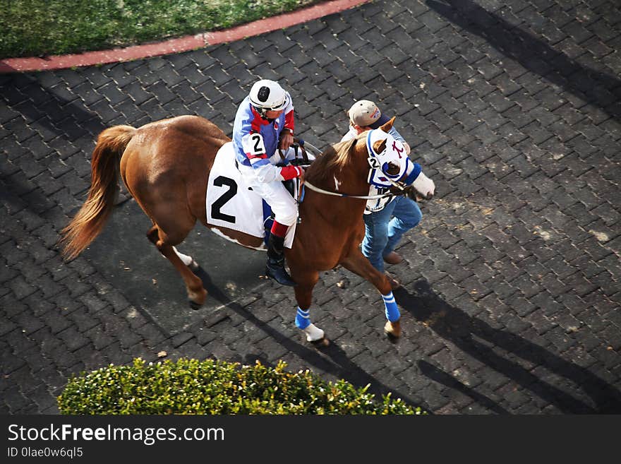 Horse, Jockey, Horse Like Mammal, Horse Racing