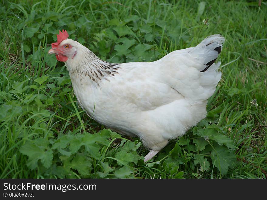 Chicken, Galliformes, Bird, Fowl
