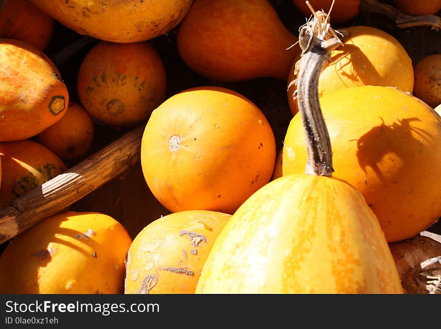 Vegetable, Local Food, Winter Squash, Produce