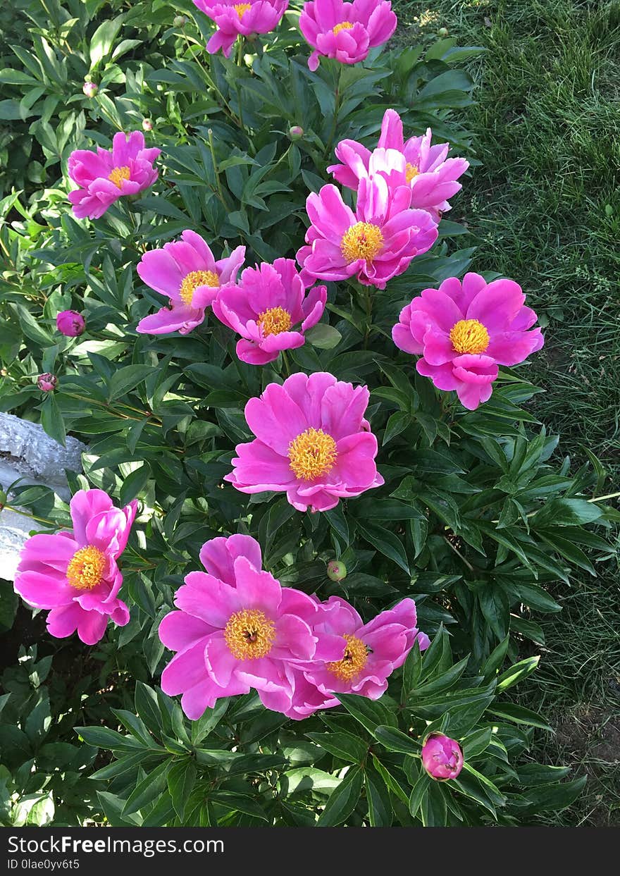 Flower, Plant, Flowering Plant, Peony