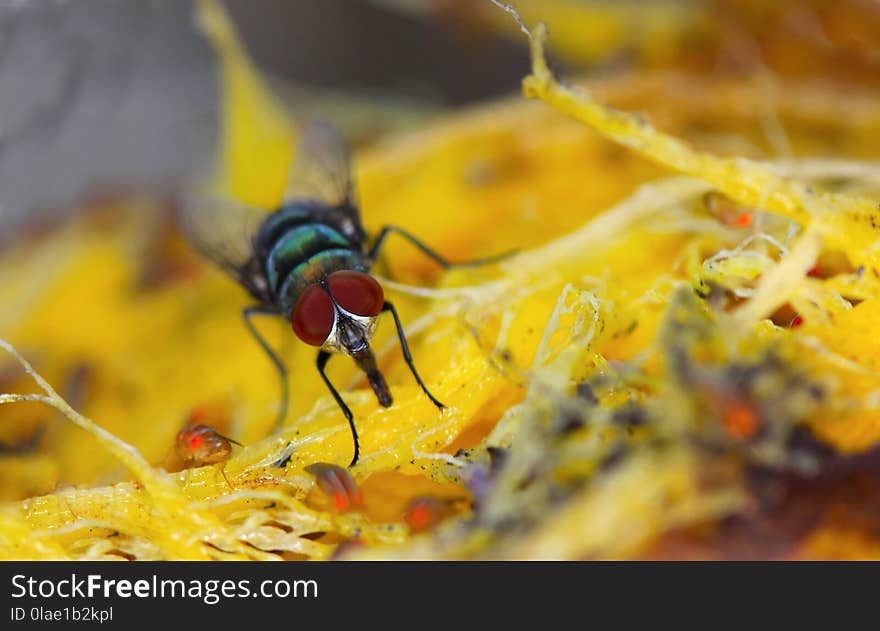 Insect, Yellow, Macro Photography, Invertebrate