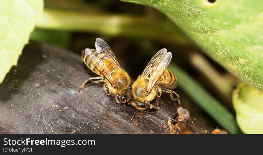 Insect, Bee, Invertebrate, Membrane Winged Insect