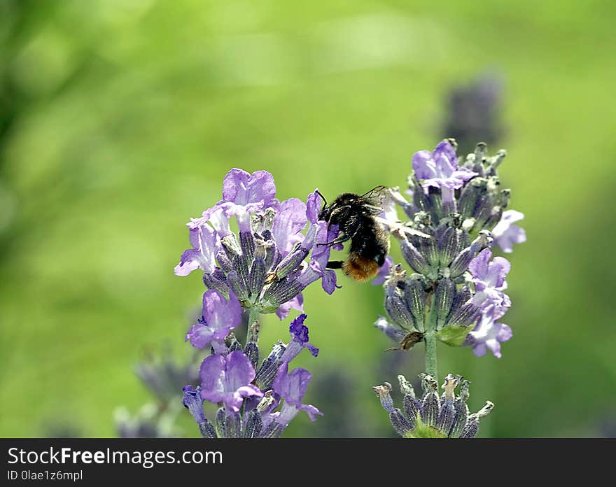 Flower, Bee, Lavender, English Lavender