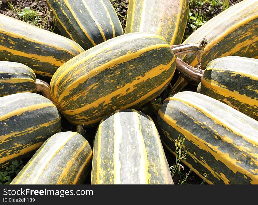 Cucumber Gourd And Melon Family, Winter Squash, Produce, Plant