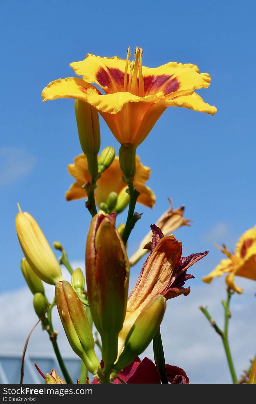 Flower, Yellow, Flora, Plant