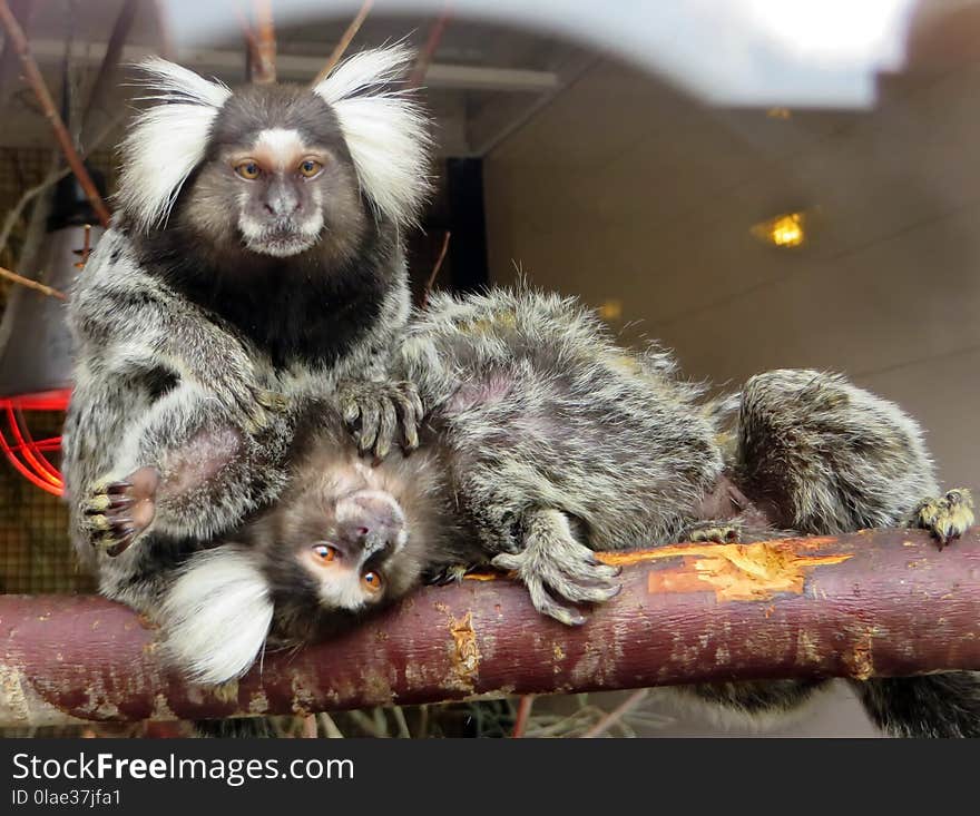 Marmoset, Fauna, New World Monkey, Primate