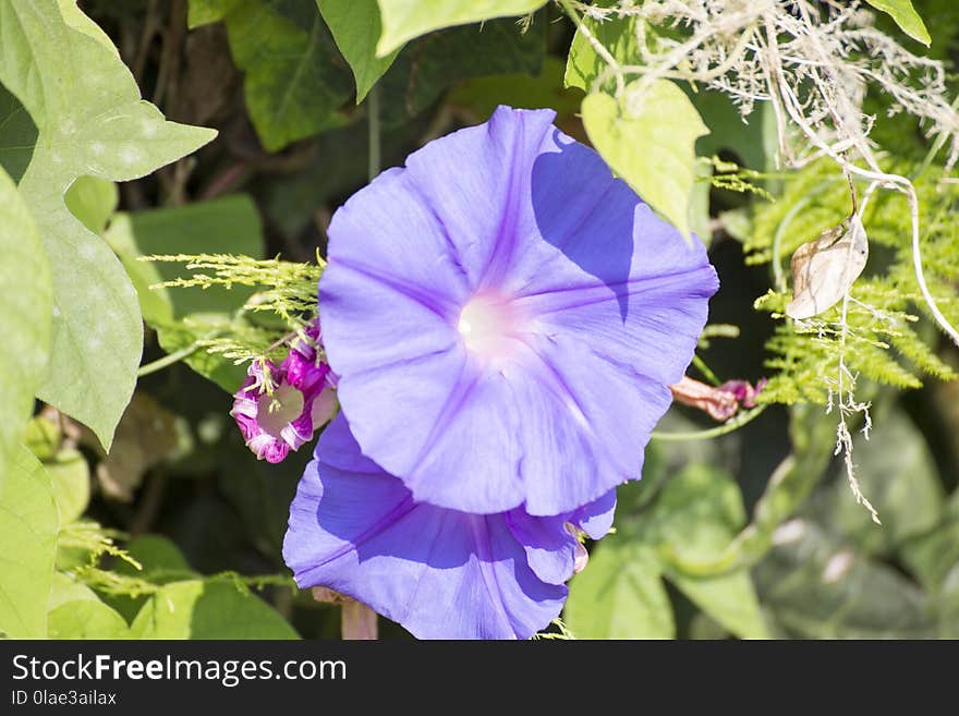 Flower, Plant, Flora, Beach Moonflower