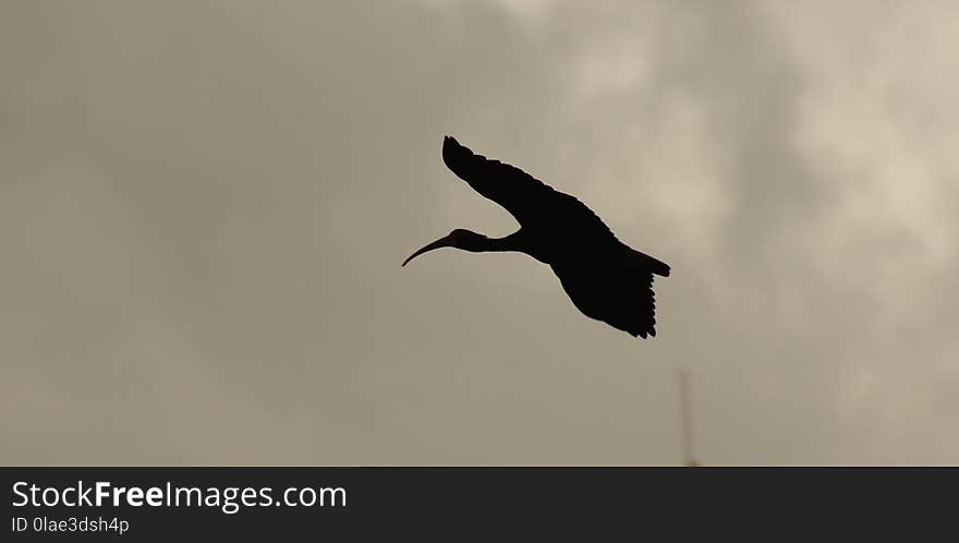 Bird, Sky, Fauna, Beak