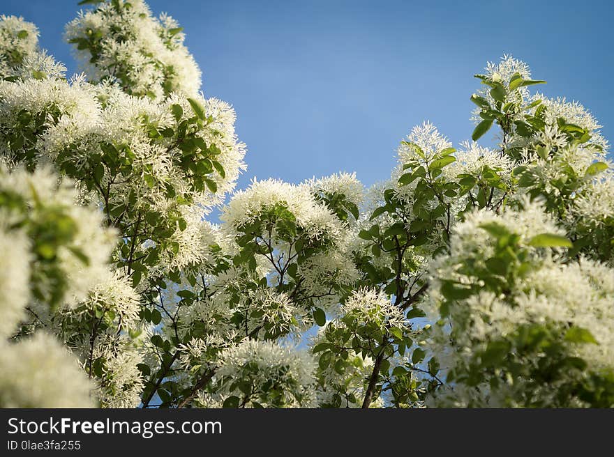 Plant, Flora, Vegetation, Sky