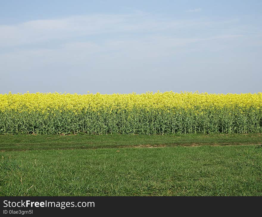 Field, Yellow, Rapeseed, Canola