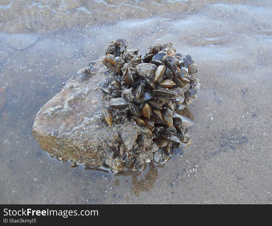 Mineral, Rock, Clams Oysters Mussels And Scallops, Geology